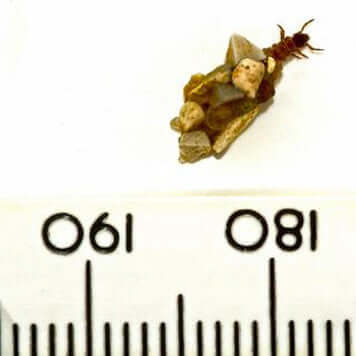 Agapetus Pupae - The Stuart Crofts Imitation