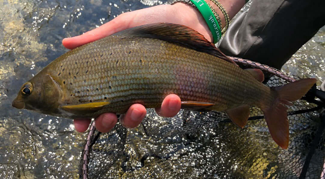 Sight fishing in Croatia
