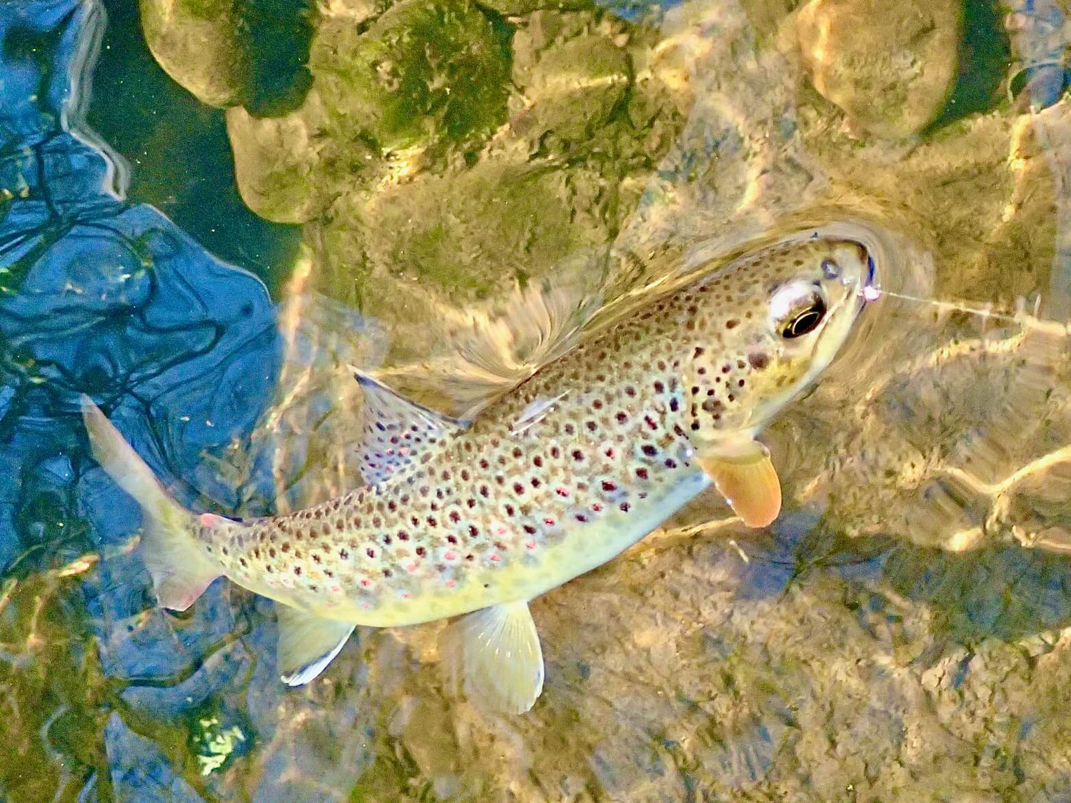 North Yorks Moor Trout on the fly