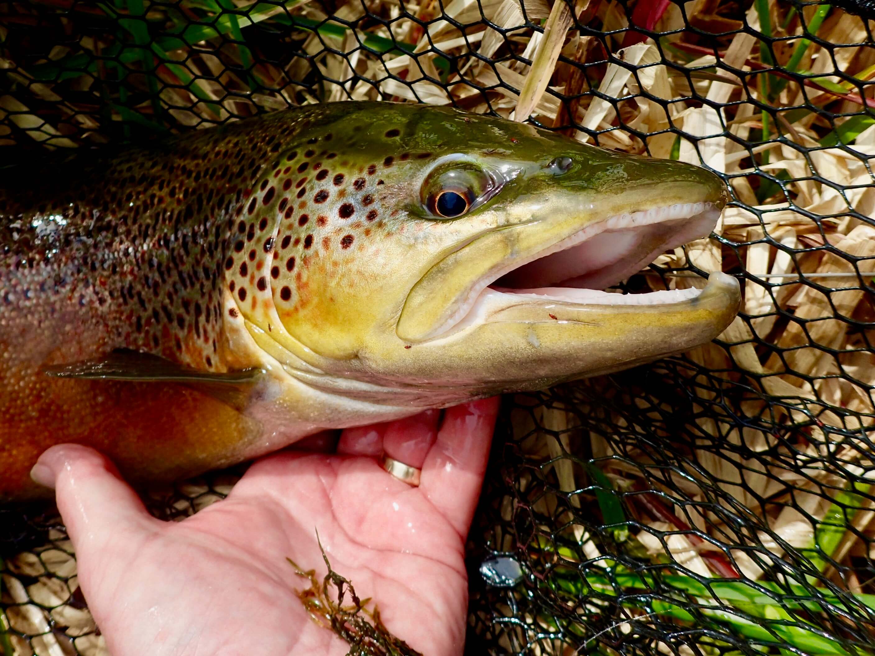 large trout fly fishing