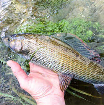 It all makes perfect sense