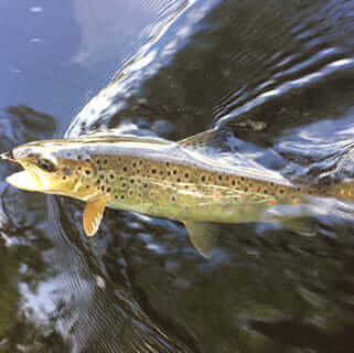 What they can give - Reflections on being the England River Manager