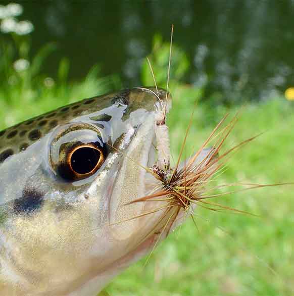 The Induced Take & Dry Flies