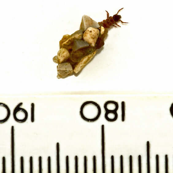 Agapetus Pupae