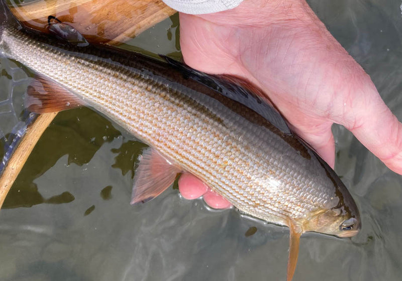 12 Mosche Da Pesca Per Trota Northern Counties - Ragni Lurex Perlati (Misure 14/12/16/18) - Set Professionale UK