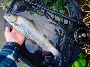 Super light fly fishing with dead fall nymphs & indicators