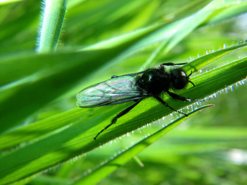 Hawthorn Flies & Black Gnats - Terrestrial Flies