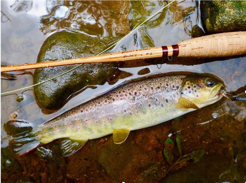 Carbon, Cane & Fibreglass Fly Rods. Let's talk about it.