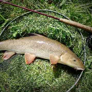 Barbel on Streamers