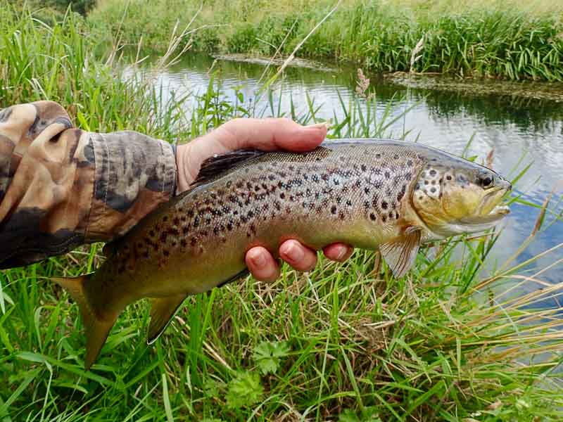 Fly Fishing for Educated Wild Trout & Grayling in UK