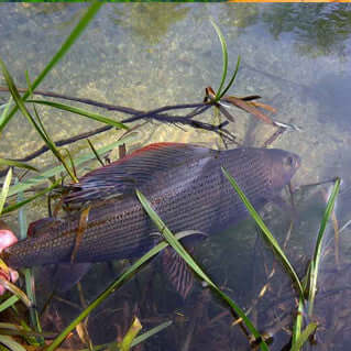 Sight Fishing for Grayling