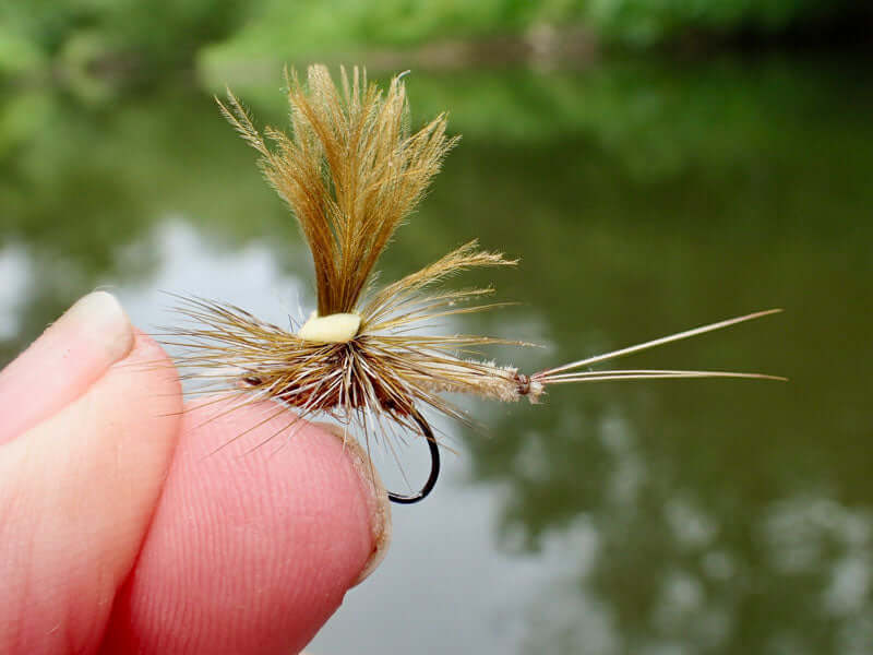 Mayfly fly fishing. Duffer's fortnight. Dry fly fishing at it's best