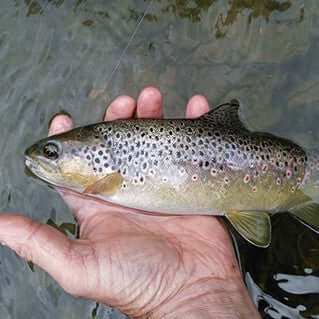 Dry fly fishing in France