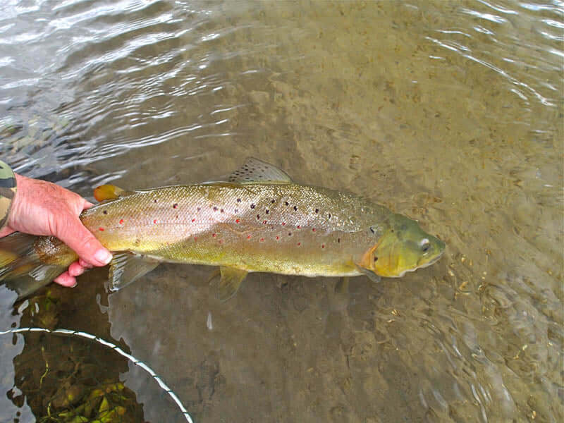 Fly Fishing on windy days, how to catch