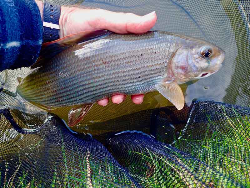 Flies & tactics for Grayling