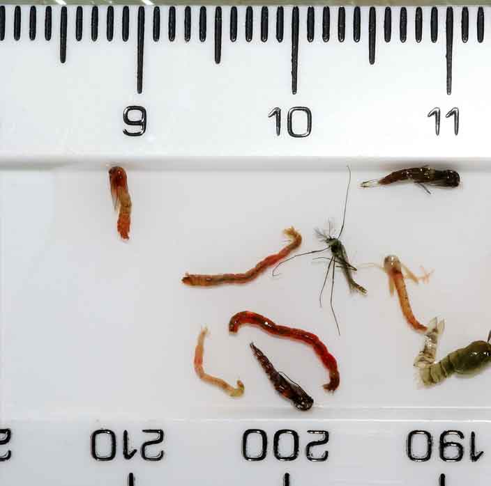 400 species of Chironomid. What to use?