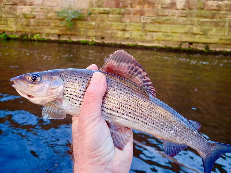 River Enhancement & Rewilding Our Rivers