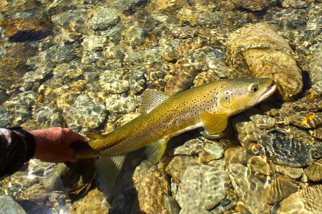 How to catch fish in Summer