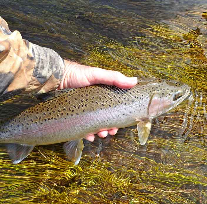 Fly Fishing in Montana, my Nirvana...