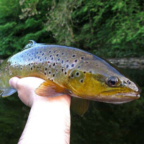 Targeting big trout