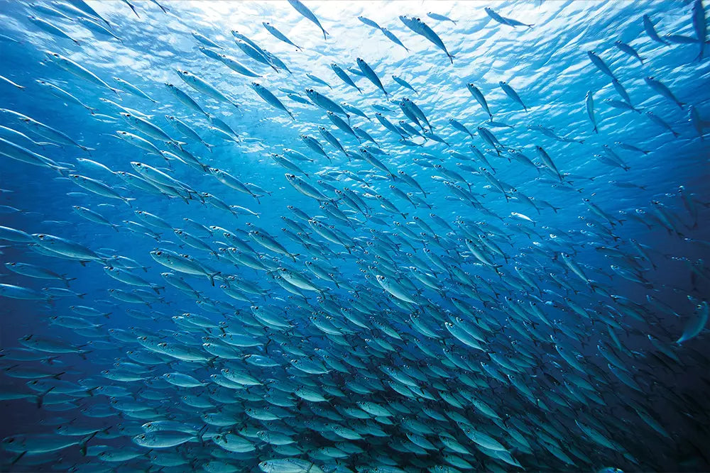 Protect Our Ocean