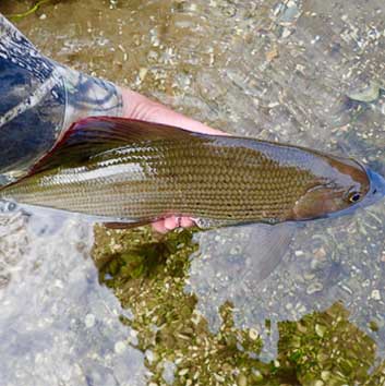 My Winter Grayling Setup