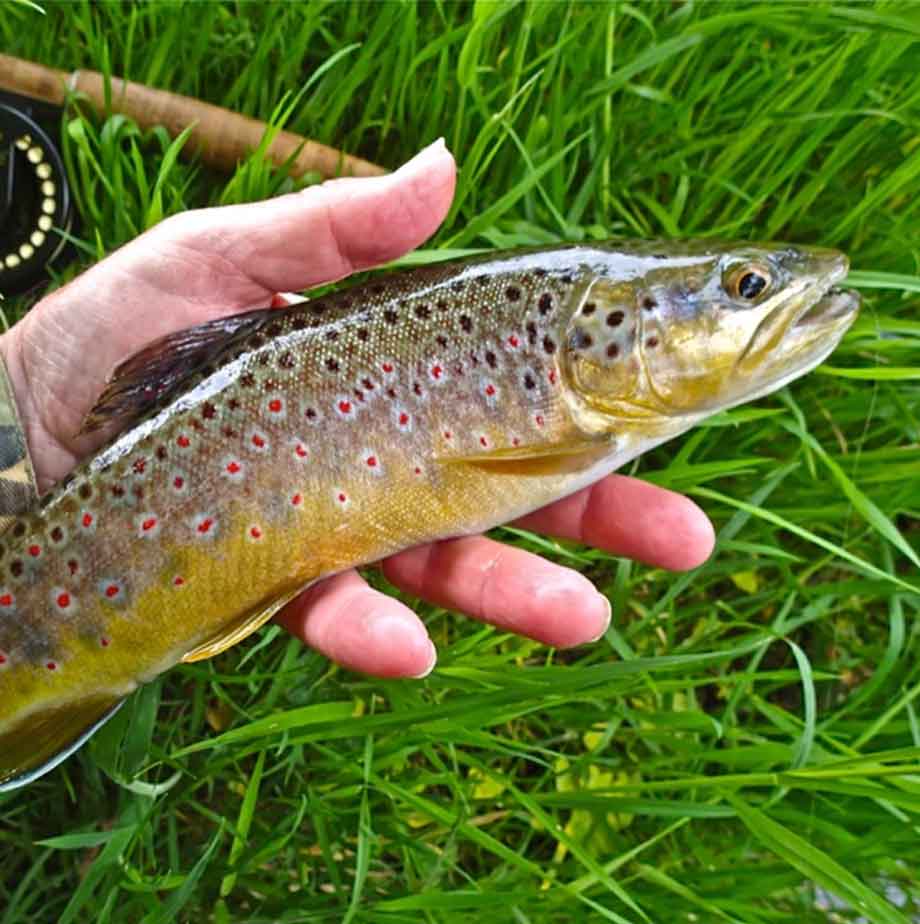 Wild fish versus stocked fish | What side of the river's fence are you?