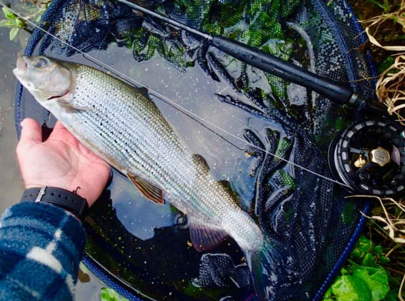 The IOBO Humpy - Sunray Fly Fish
