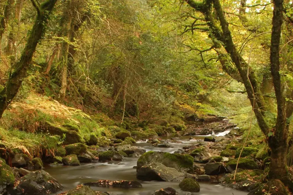 West Country Rivers Trust